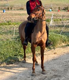 Cavallo da passeggiata