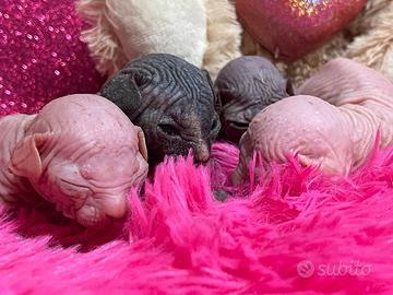 Sphynx cuccioli