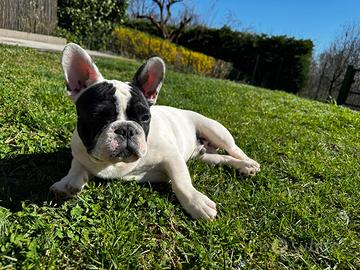 Maschio bulldog francese per monta