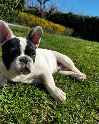 Maschio bulldog francese per monta