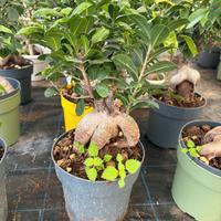 ficus bonsai 