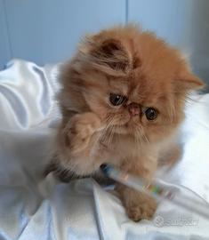 Cuccioli di Gatto Persiano 