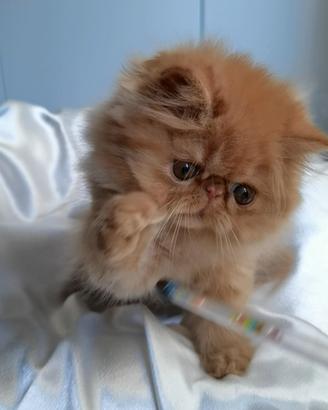 Cuccioli di Gatto Persiano 
