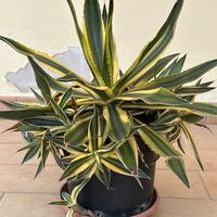 Agave americana