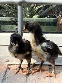 Galline ornamentali