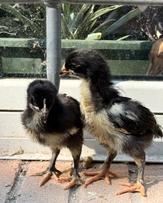 Galline ornamentali