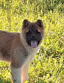 Cucciolo akita americano