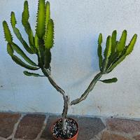 Euphorbia