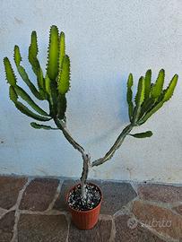 Euphorbia