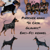 Pinscher nano