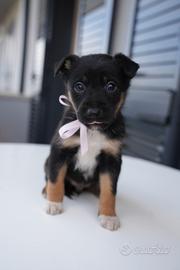 Cucciola di Border Collie