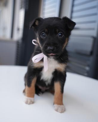 Cucciola di Border Collie