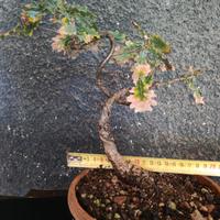 Bonsai quercia roverella