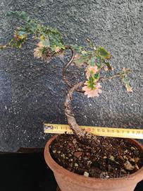 Bonsai quercia roverella