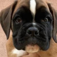 Cuccioli di Boxer