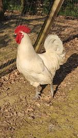 Bress pollo di bress galline galli