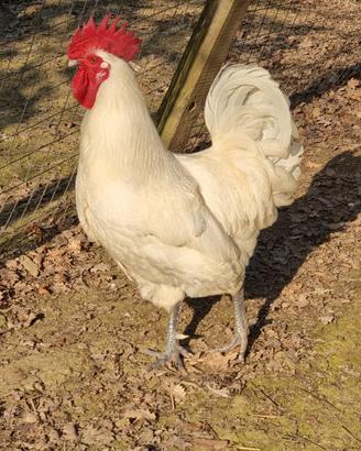 Bress pollo di bress galline galli