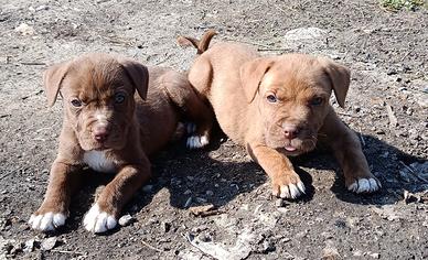 Cuccioli di pitbull red nose