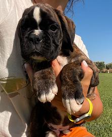 Boxer