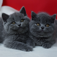 Scottish straight e fold pello corto