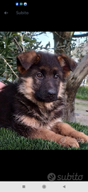 Pastore tedesco femmina