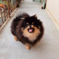 Spitz pomerania ACCOPPIAMENTO Toy Black Tan