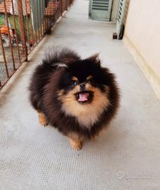 Spitz pomerania ACCOPPIAMENTO Toy Black Tan