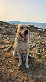 Cane Labrador retrivier miele per accoppiamento