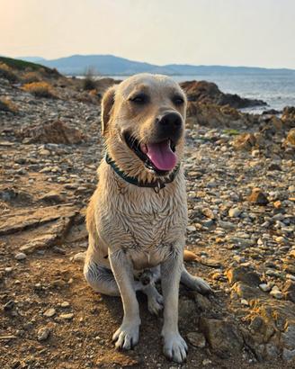 Cane Labrador retrivier miele per accoppiamento