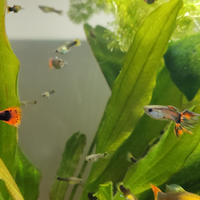 Vendita pesci Guppy