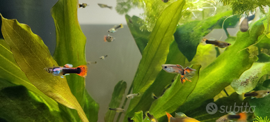 Vendita pesci Guppy