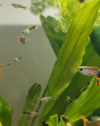 Vendita pesci Guppy