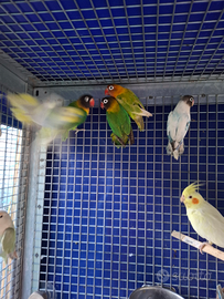 Inseparabili Personata