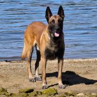 Pastore Belga Malinois per monta