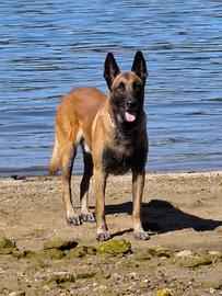 Pastore Belga Malinois per monta