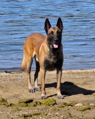 Pastore Belga Malinois per monta