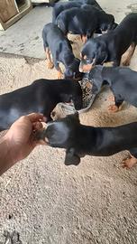 Cuccioli Slovensky kopov - Segugio da Cinghiale