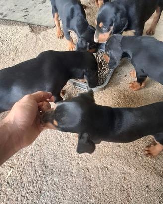 Cuccioli Slovensky kopov - Segugio da Cinghiale