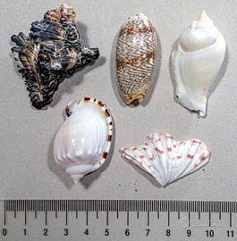 Composizione conchiglie n.3