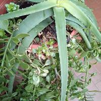 Piante Kalanchoe fiori gialli e Aloe