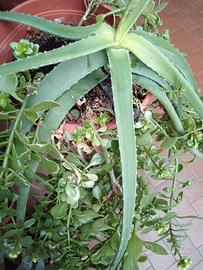 Piante Kalanchoe fiori gialli e Aloe