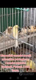 Canarini selvatici. Arlecchini portoghesi. Spagnol