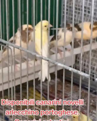 Canarini selvatici. Arlecchini portoghesi. Spagnol