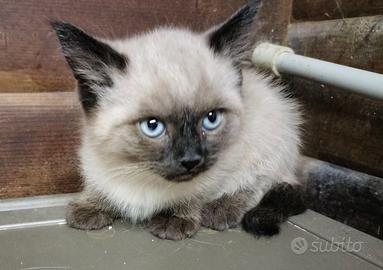 Gattini siamesi