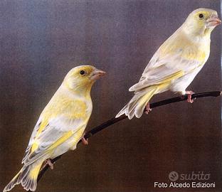 Verdoni Ambra coppia
