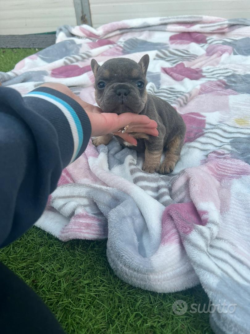 Cucciola di bulldog francese blu merle - Animali In vendita a Palermo