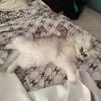 Cucciolio di gatto persiano