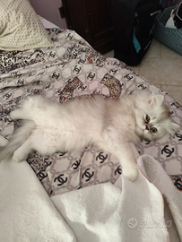 Cucciolio di gatto persiano