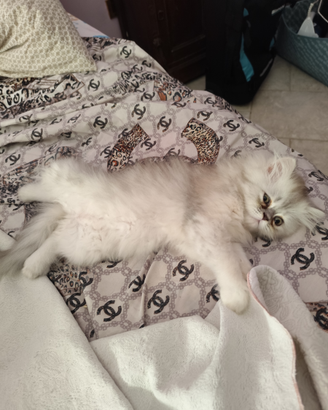 Cucciolio di gatto persiano