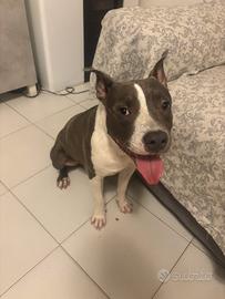 Amstaff
